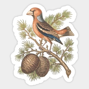 Grosbeak Bird Illustration Sticker